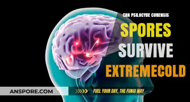 Psilocybe Cubensis Spores: Surviving Extreme Cold Conditions Explained