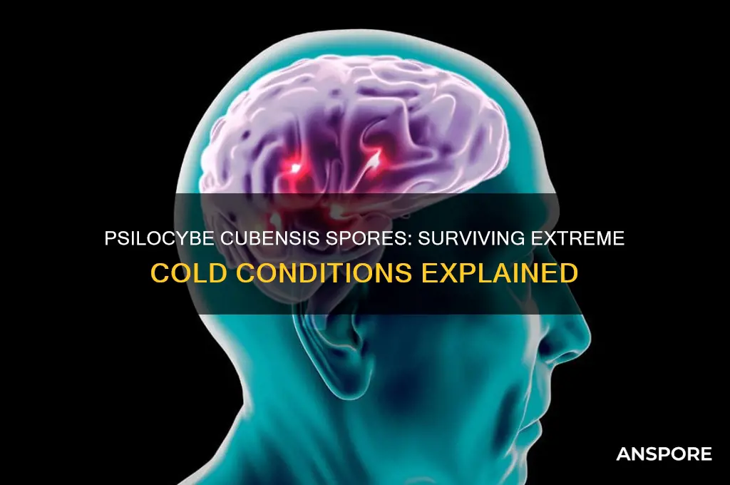 can psilocybe cubensis spores survive extremecold