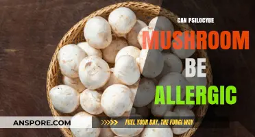 Psilocybe Mushrooms and Allergies: Risks, Symptoms, and Precautions Explained