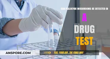 Psilocybe Mushrooms: Detectable in Standard Drug Tests or Not?