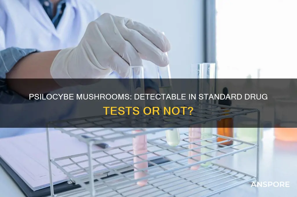 can psilocybe mushrooms be detected in a drug test