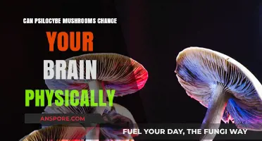 Psilocybe Mushrooms: Unveiling Physical Brain Changes and Neuroplasticity