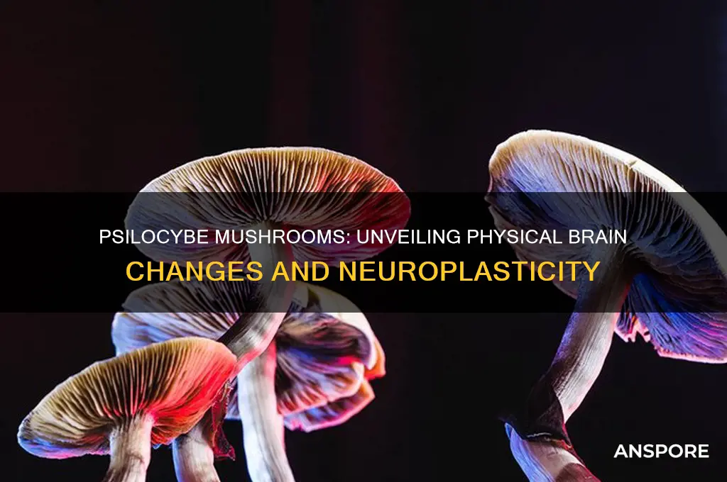 can psilocybe mushrooms change your brain physically
