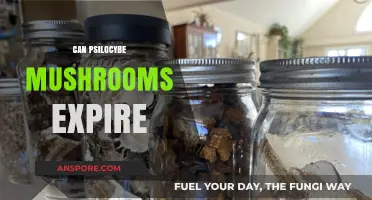 Do Psilocybe Mushrooms Expire? Shelf Life and Storage Tips