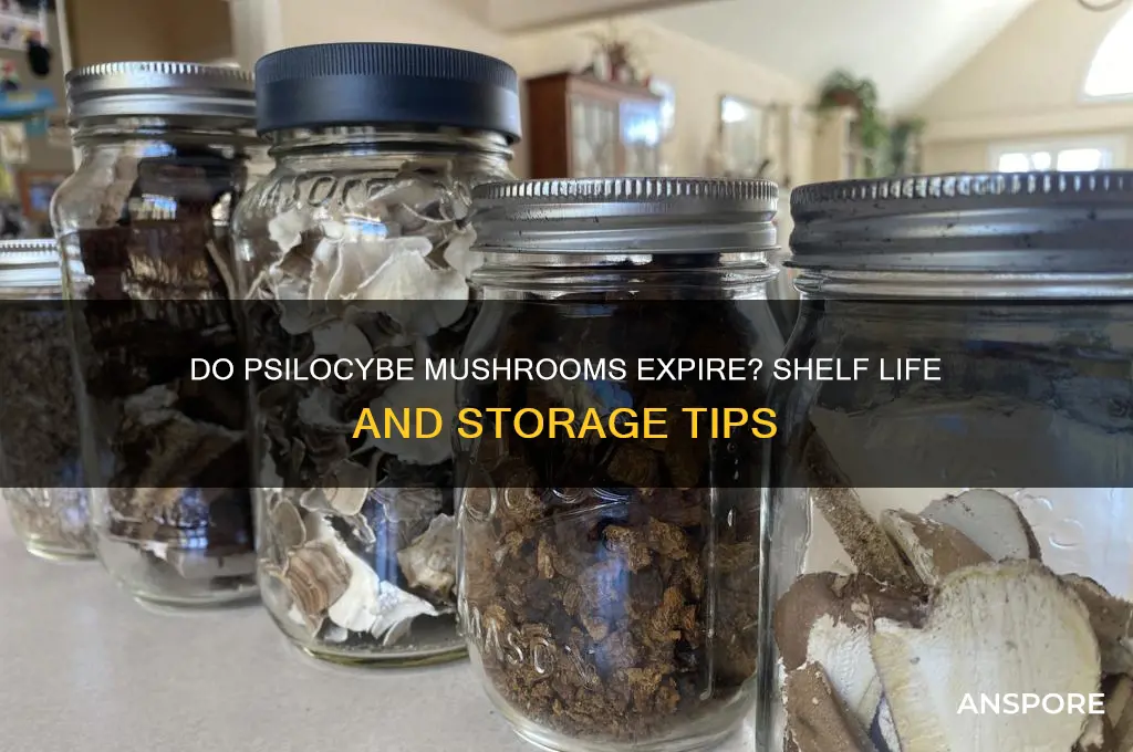 can psilocybe mushrooms expire