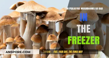 Do Psilocybe Mushrooms Spoil When Frozen? Storage Tips Revealed