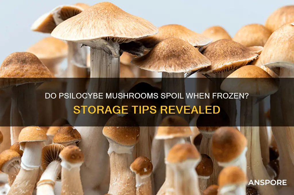 can psilocybe mushrooms go bad in the freezer