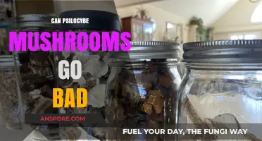 Do Psilocybe Mushrooms Expire? Shelf Life and Storage Tips