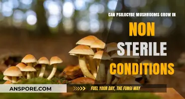 Can Psilocybe Mushrooms Thrive Outside Sterile Environments? Exploring Growth Conditions