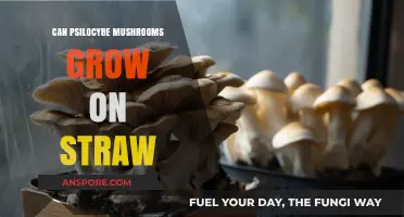 Growing Psilocybe Mushrooms on Straw: Feasibility and Best Practices