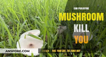 Psilocybe Mushrooms: Are They Deadly or Just Psychedelic?