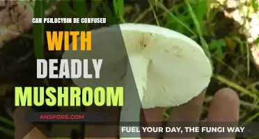 Psilocybin vs. Deadly Mushrooms: How to Safely Identify the Difference