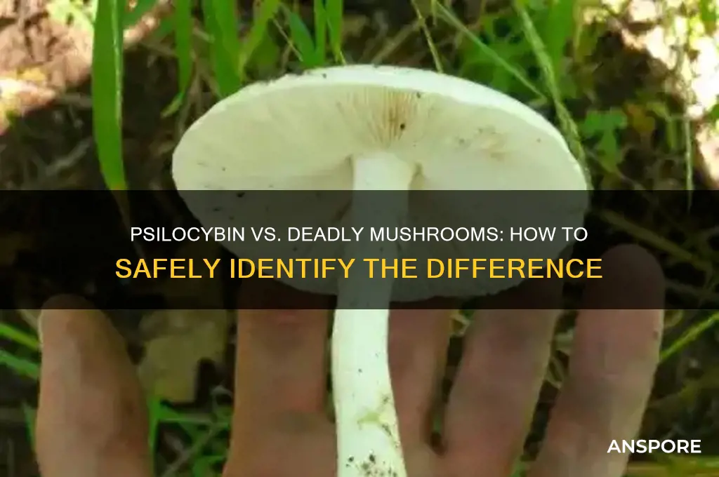 can psilocybin be confused with deadly mushroom