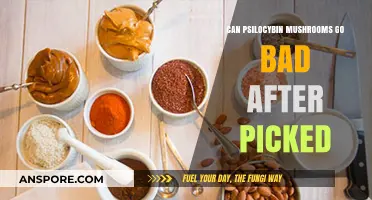 Do Psilocybin Mushrooms Spoil After Harvesting? Shelf Life Explained