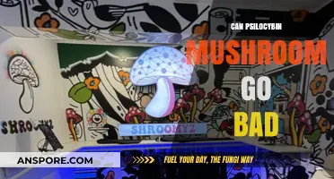 Do Psilocybin Mushrooms Expire? Shelf Life and Storage Tips