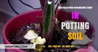Can Psilocybin Mushrooms Thrive in Potting Soil? A Guide