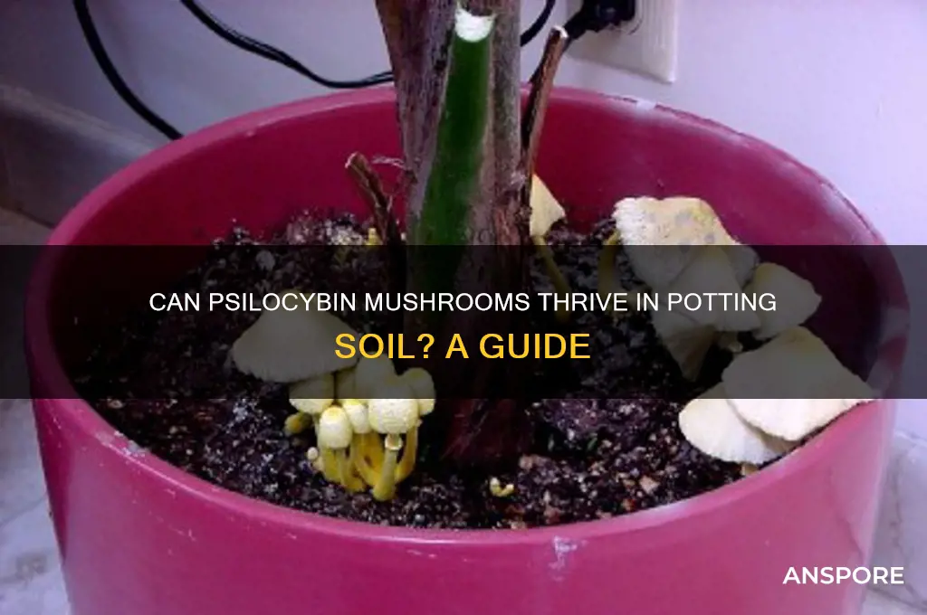 can psilocybin mushrooms grow in potting soil