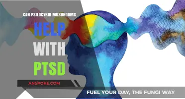 Psilocybin Mushrooms: A Potential PTSD Treatment Breakthrough?