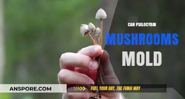 Psilocybin Mushrooms and Mold: Risks, Prevention, and Safe Storage Tips
