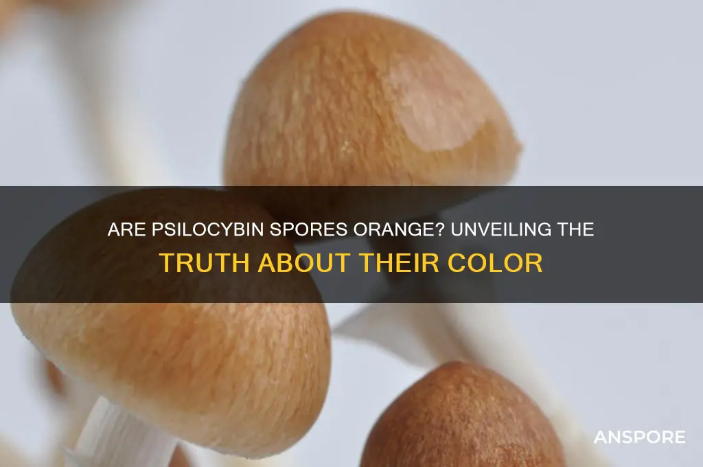 can psilocybin spores be orangeish