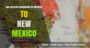 Importing Psilocybin Mushrooms to New Mexico: Legalities and Risks Explained