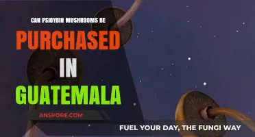 Exploring Psilocybin Mushrooms: Legality and Availability in Guatemala