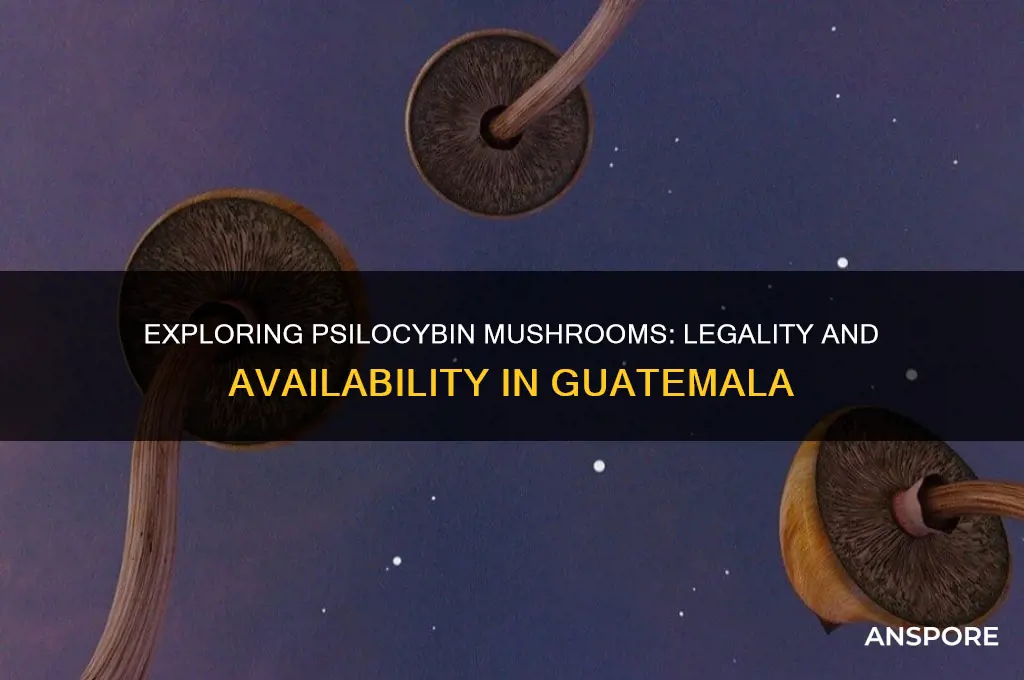 can psioybin mushrooms be purchased in guatemala