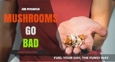 Do Psychedelic Mushrooms Expire? Shelf Life and Safety Tips
