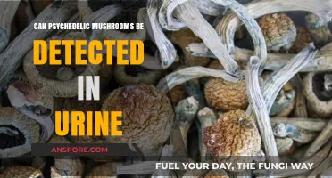 Detecting Psychedelic Mushrooms in Urine: What You Need to Know