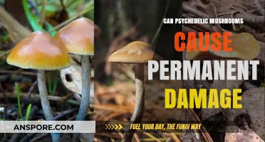 Psychedelic Mushrooms: Unveiling Potential Long-Term Effects and Risks