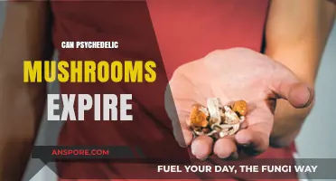 Do Psychedelic Mushrooms Expire? Shelf Life and Safety Tips