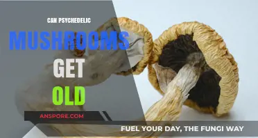 Do Psychedelic Mushrooms Age? Exploring Shelf Life and Potency Over Time