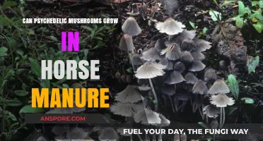 Can Psychedelic Mushrooms Thrive in Horse Manure? Exploring the Possibility