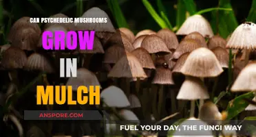 Can Psychedelic Mushrooms Thrive in Mulch? Exploring Growth Conditions