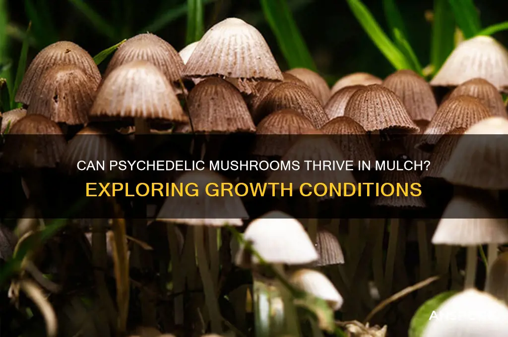 can psychedelic mushrooms grow in mulch