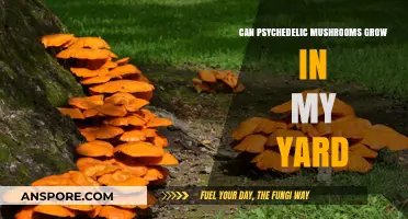 Can Psychedelic Mushrooms Grow in Your Backyard? A Guide