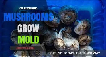 Can Psychedelic Mushrooms Grow Mold? Risks and Prevention Tips