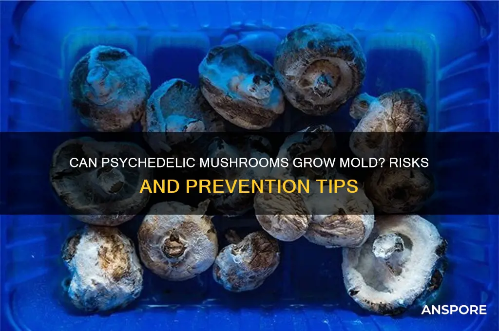 can psychedelic mushrooms grow mold