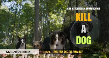 Psychedelic Mushrooms and Dogs: Lethal Risks and Safety Tips