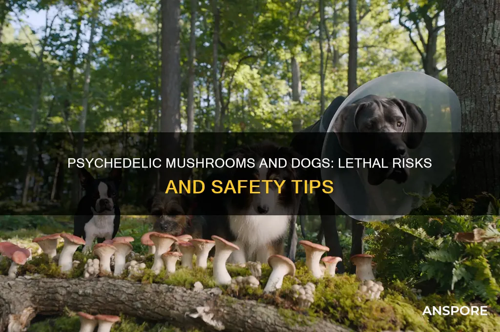 can psychedelic mushrooms kill a dog