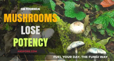 Do Psychedelic Mushrooms Lose Potency Over Time? Exploring Factors