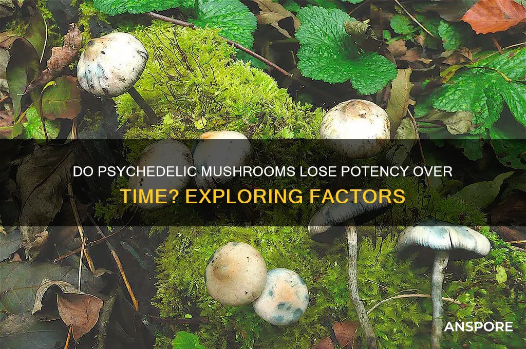 can psychedelic mushrooms lose potency