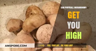 Puffball Mushrooms and Psychoactivity: Separating Fact from Fiction