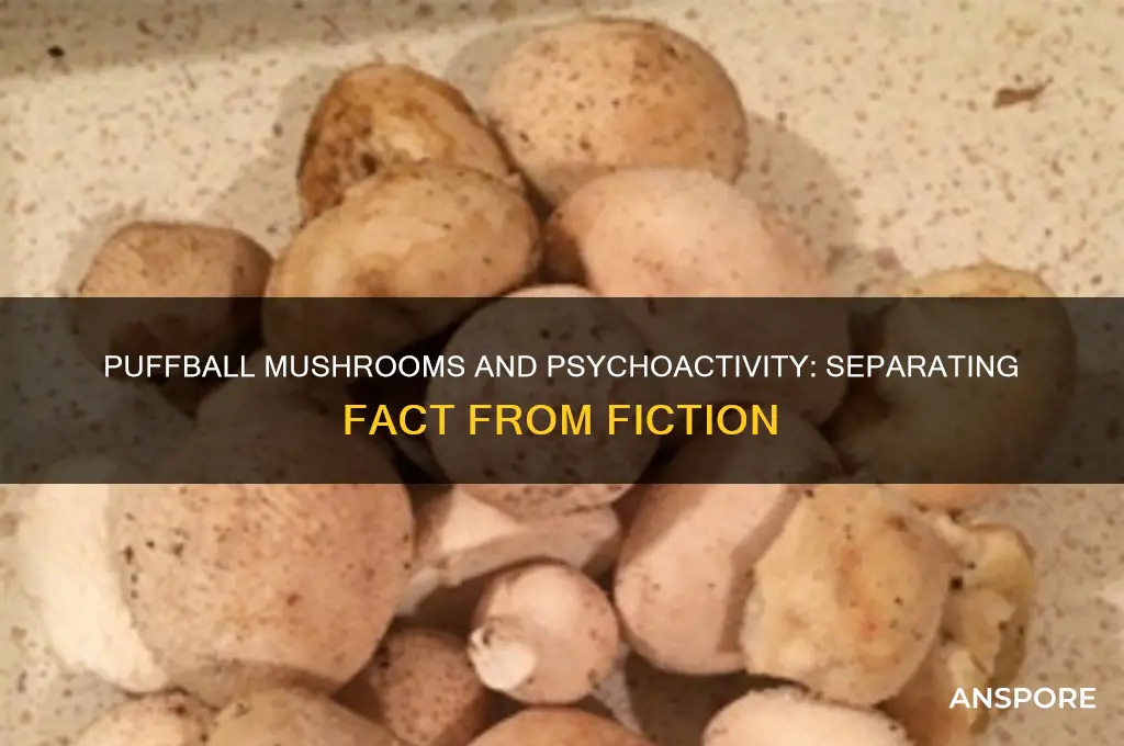 can puffball mushrooms get you high