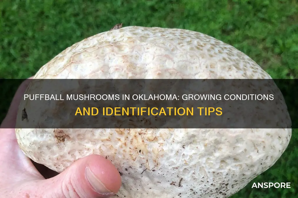 can puffball mushrooms grow in oklahoma