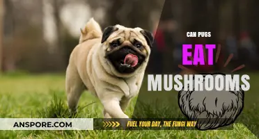 Can Pugs Eat Mushrooms? A Safe Feeding Guide for Owners