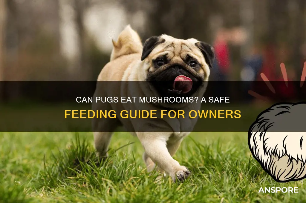 can pugs eat mushrooms