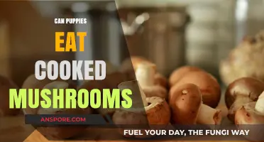 Can Puppies Eat Cooked Mushrooms? A Safe Feeding Guide