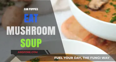 Can Puppies Safely Eat Mushroom Soup? A Vet's Advice