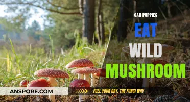 Can Puppies Safely Eat Wild Mushrooms? Risks and Precautions